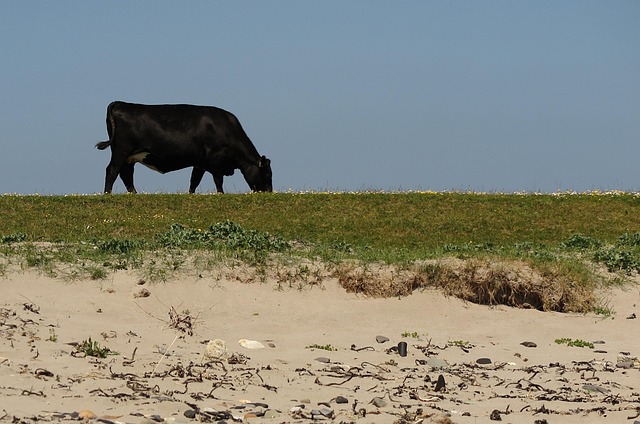 Free Cow Beach photo and picture