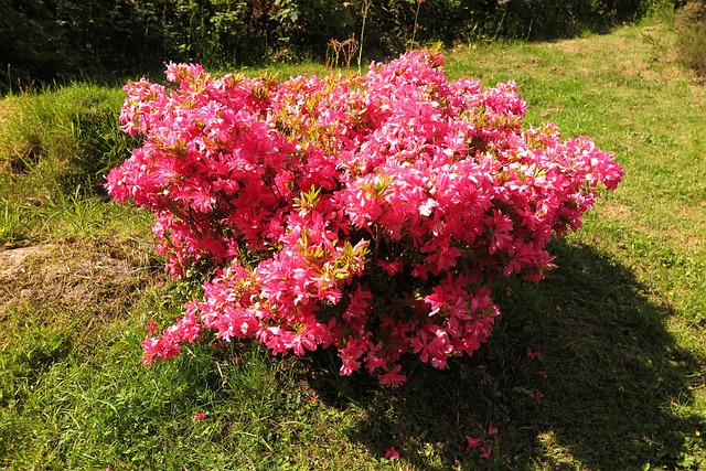 Free Rhododendron Pink photo and picture
