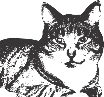 Free Cat Animal vector and picture