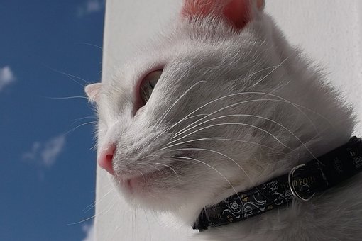 Free Cat Animal photo and picture