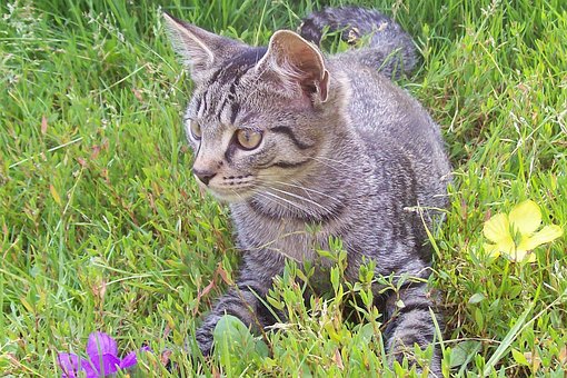 Free Cat Garden photo and picture