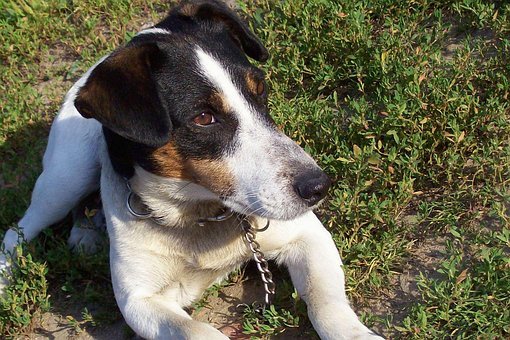 Free Dog Sun photo and picture
