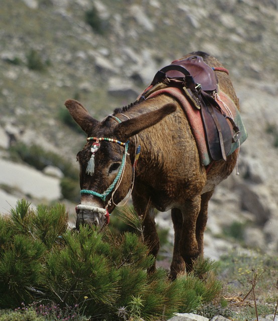 Free Donkey Mule photo and picture