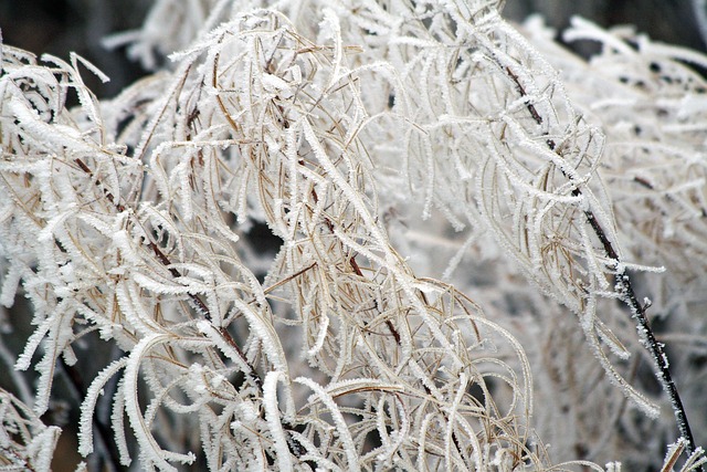 Vinter, Frosset, Glasur, Hvid, Frost