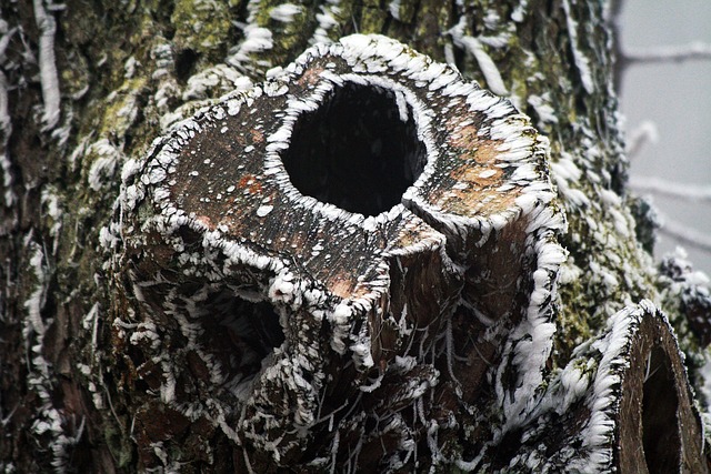 Bark, Vinter, Frosset, Glasur, Hvid