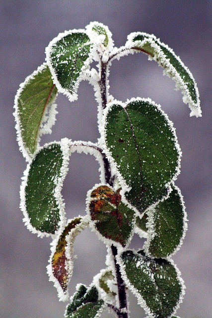 Vinter, Frosset, Glasur, Hvid, Frost