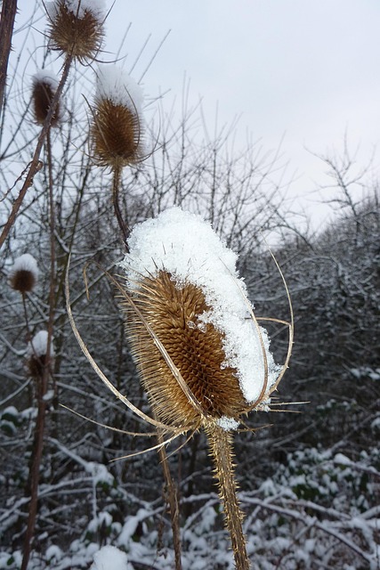 Pflanze, Schnee, Eis, Kalt, Vereist