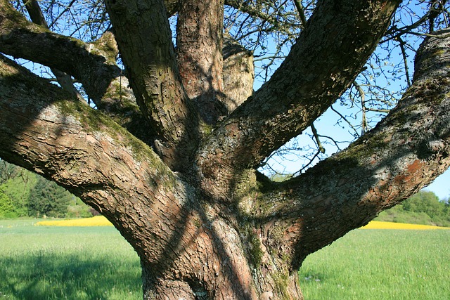 Baum, Äste, Wiese, Natur, Landschaft