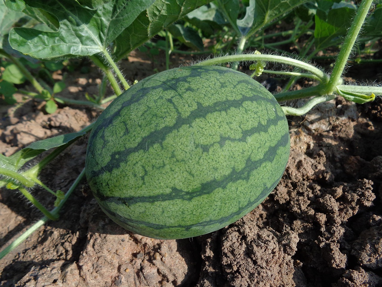 20 000 Free Farm Produce Agriculture Images Pixabay 20 000 Free Farm Produce Agriculture Images Pixabay
