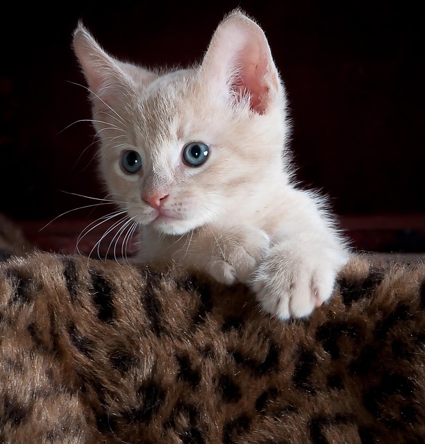 kitty-551553_640.jpg
