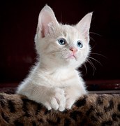 Kitty, Cat, Kitten, Pet, Animal