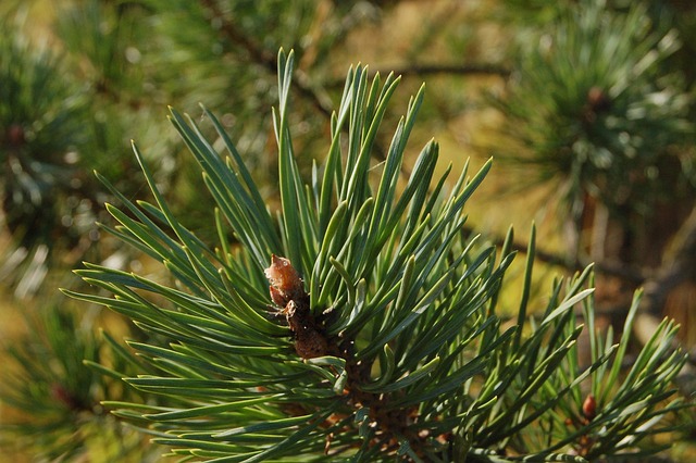 spruce, tree, branch, herringbone, nature, needles, outdoors
