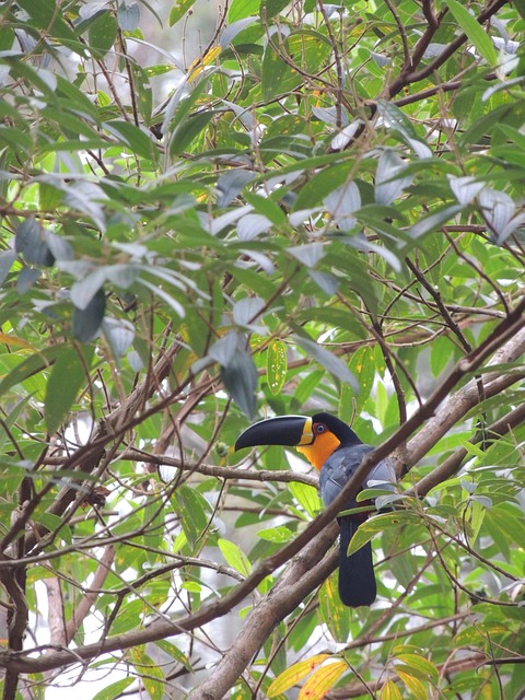 Free Toucan Trees photo and picture
