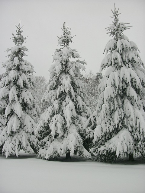 Free West Virginia Trees photo and picture