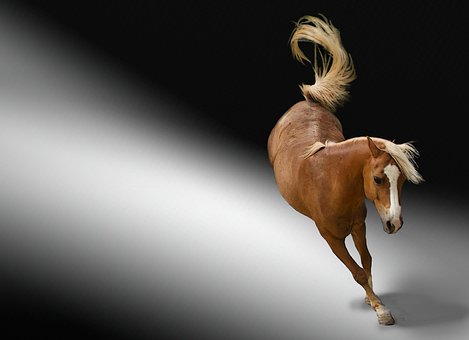 Reitsport gmbh kaufen mit schulden Firmengründung GmbH gesellschaft kaufen berlin Reitsport GmbH gründen leere gmbh kaufen