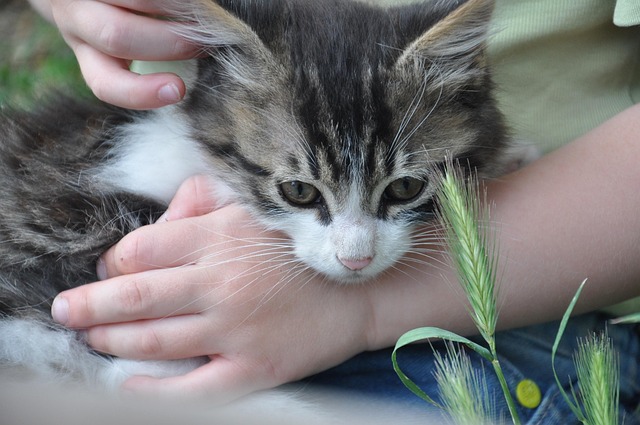 Free Kitten Toddler photo and picture