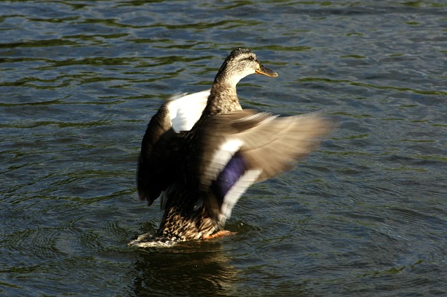 Free Duck Wings photo and picture