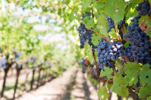 Purple Grapes, Vineyard, Napa Valley
