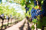 purple grapes, vineyard, napa valley