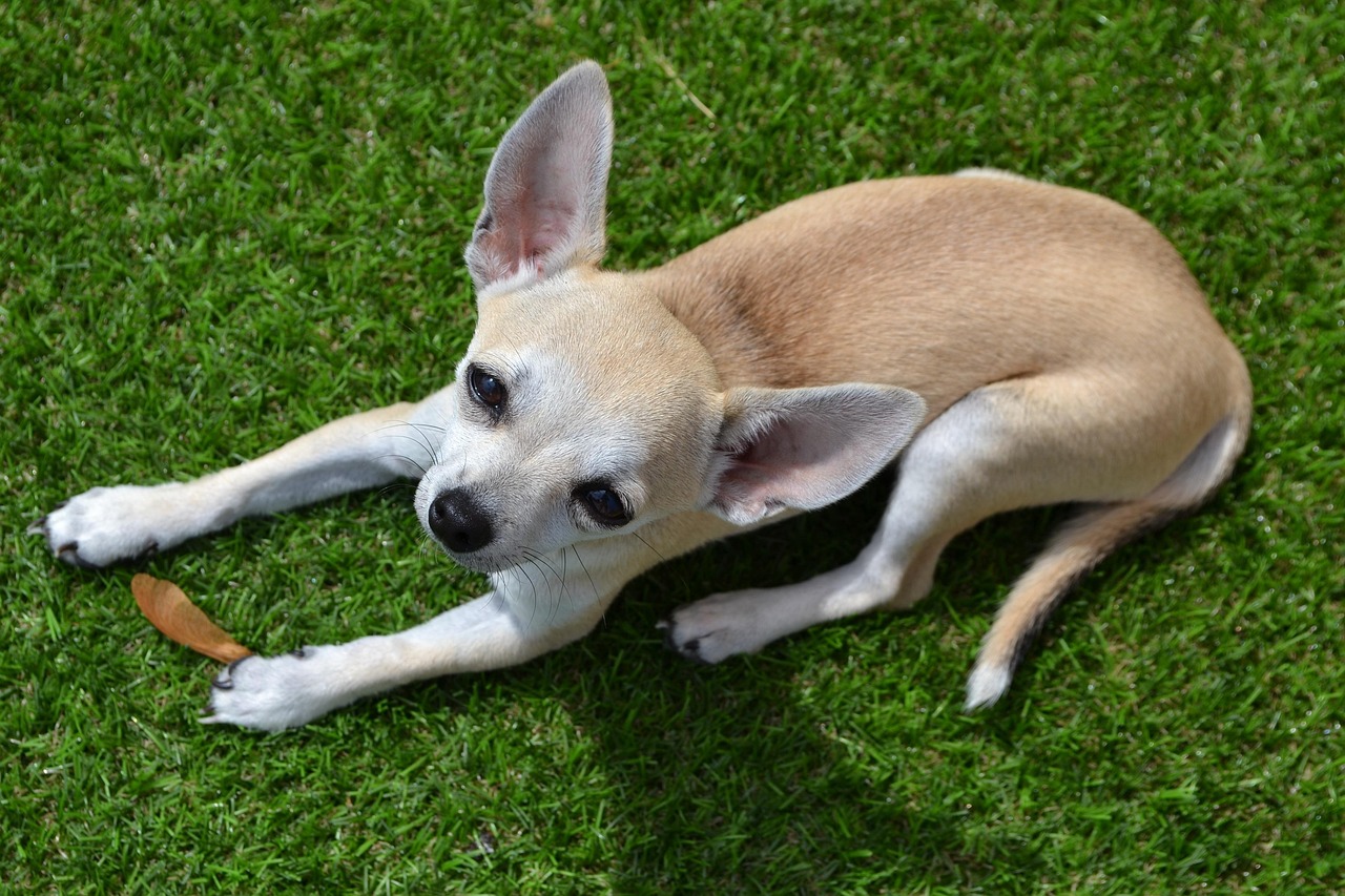 Chihuahua - free online jigsaw puzzle photo