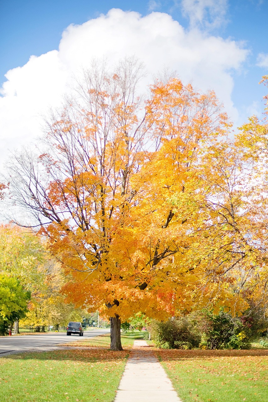 落下 秋天 树 - Pixabay上的免费照片 - Pixabay