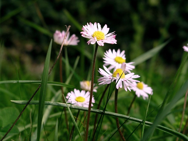 Daisies, Natuur, Bloem Behang, Zomer