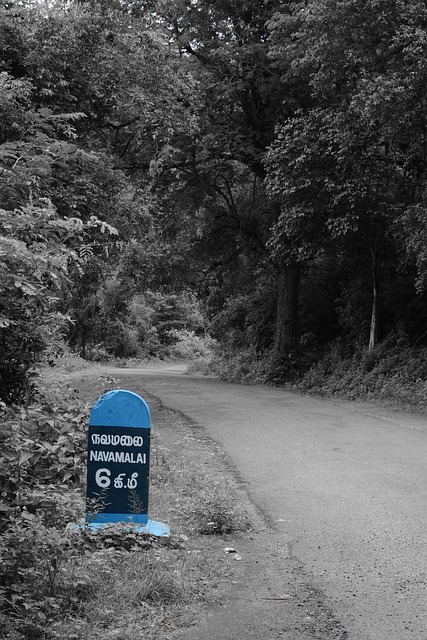 Free Route Marker Forest Road photo and picture
