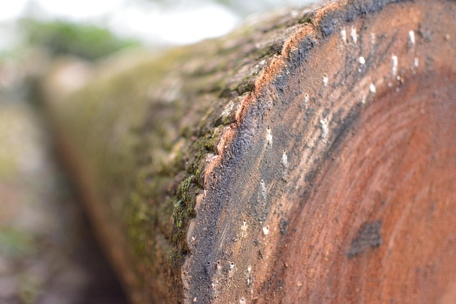 Free Trunk Tree photo and picture
