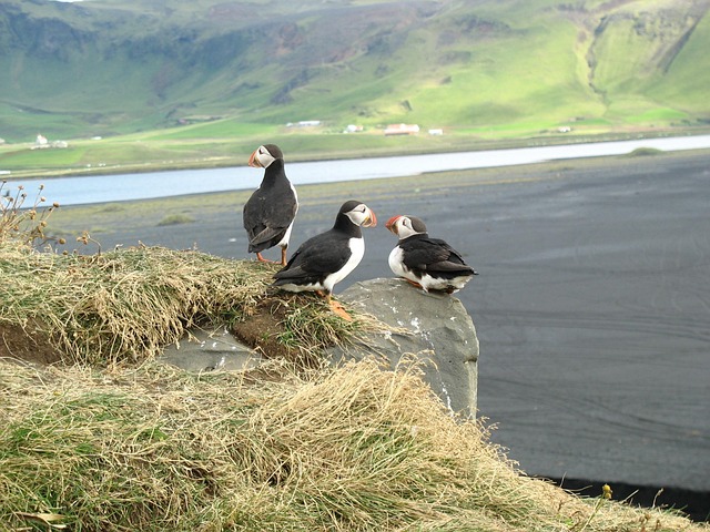 Free Puffin Bird photo and picture