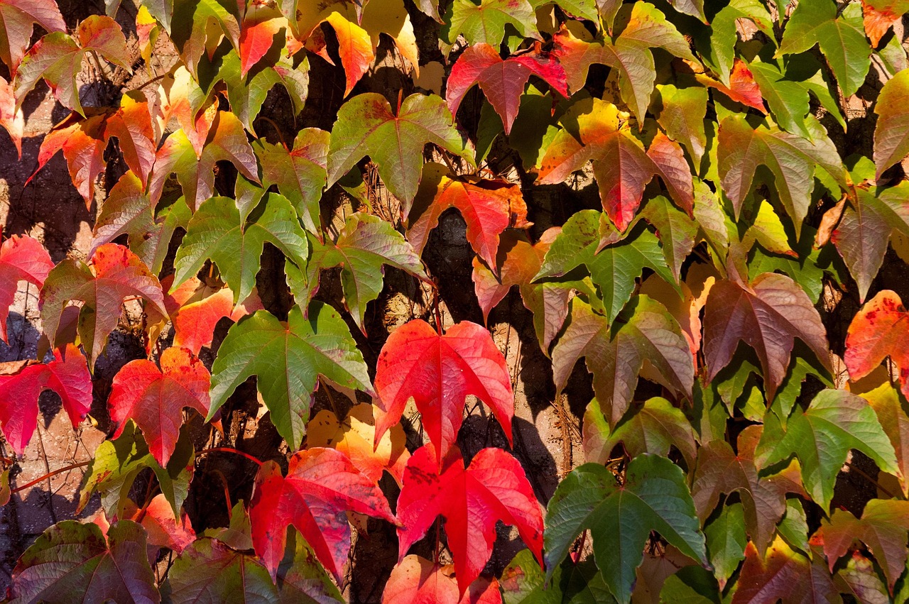 Leaves Fall Autumn - Free photo on Pixabay - Pixabay