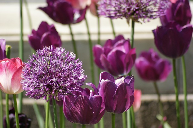 Tulpen, Lila, Violett, Blüten, Blumen