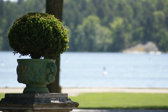 Buchsbaum, Hecke, Park, Schweden