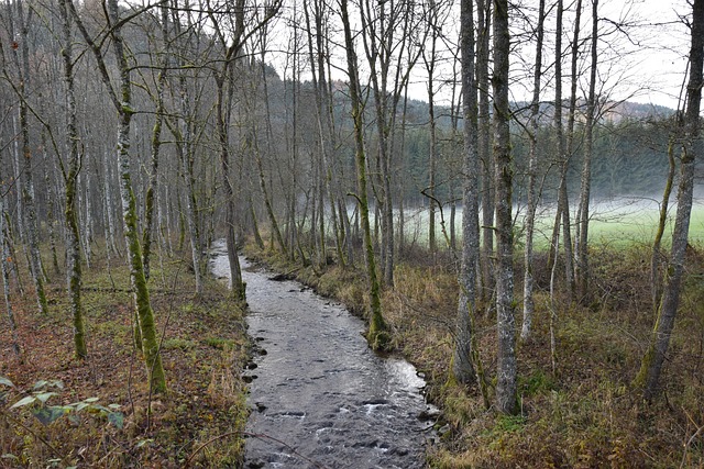 Bæk, Træer, Efterår, Skov, Vand