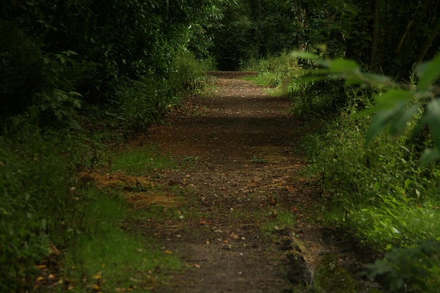 Free Path Trees photo and picture
