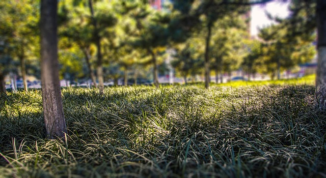 Free Grassland Greenbelt photo and picture