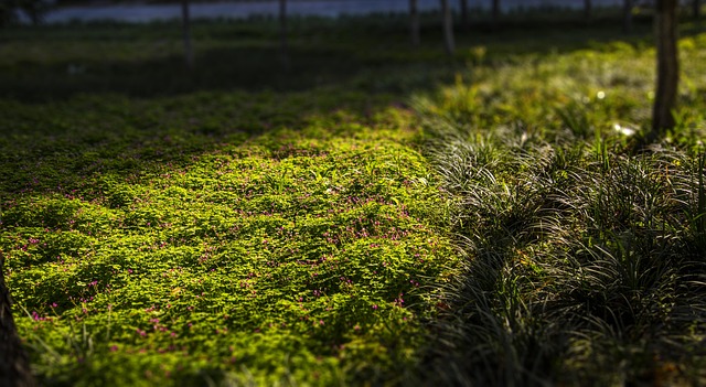 Free Grassland Afternoon photo and picture