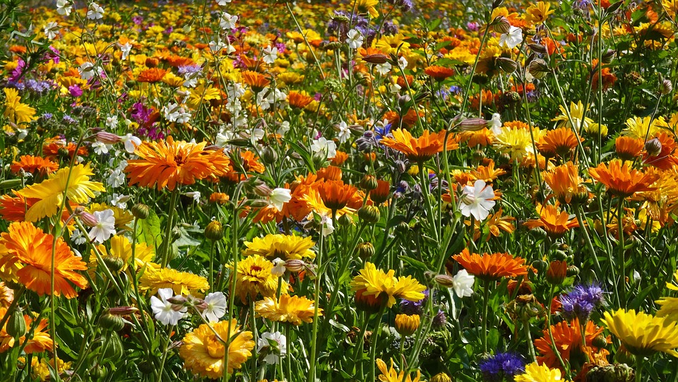 Free Photo Flower Meadow Flowers Free Image On Pixabay 555813 Free Photo Flower Meadow Flowers Free Image On Pixabay 555813
