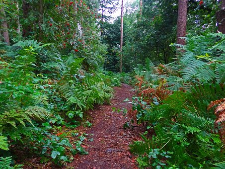 Forest Path, Fern, Forest, Jungle