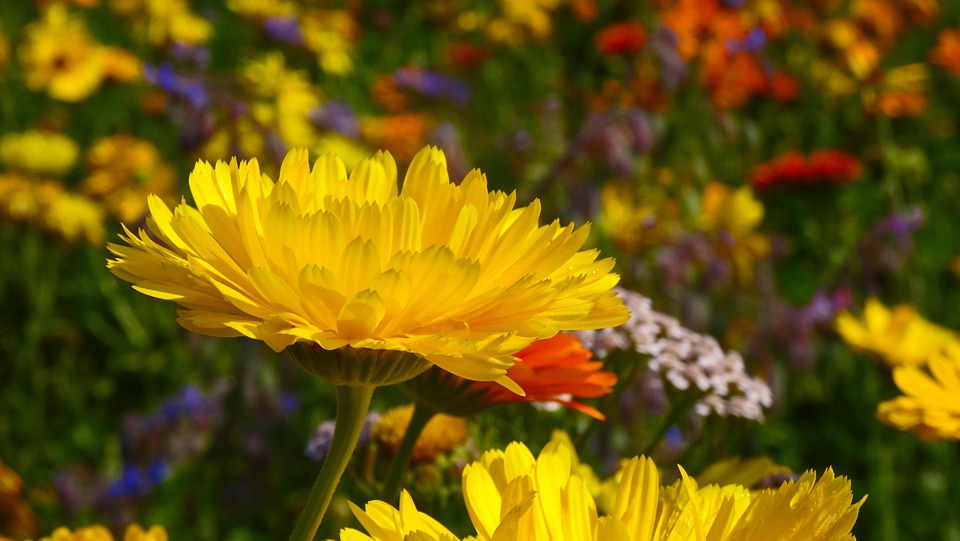 Kostenloses Foto Ringelblume, Gelb, Blüte, Blumen Kostenloses Bild