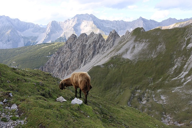Free Mountain Sheep photo and picture