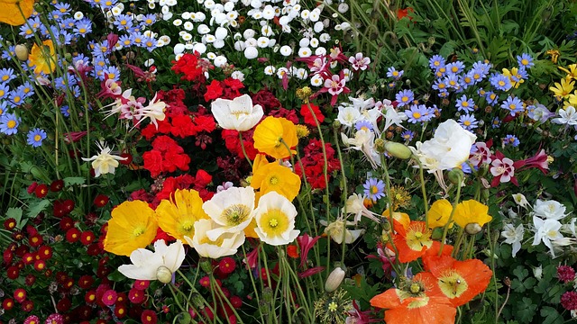 Free Spring Flower photo and picture