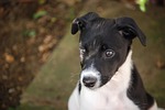 lurcher, puppy, canine