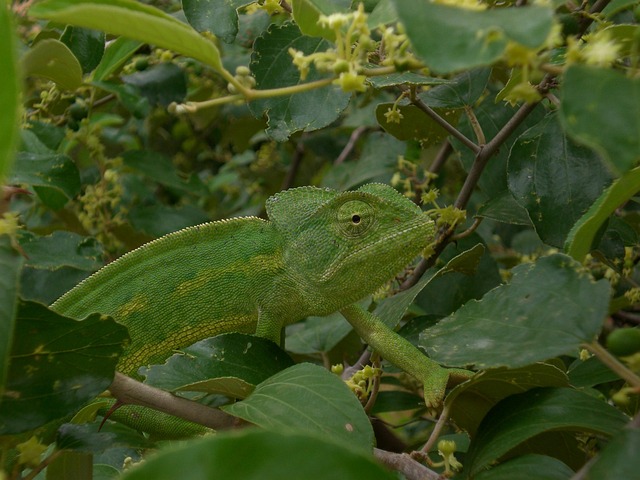 Free Chameleon Mimicry photo and picture