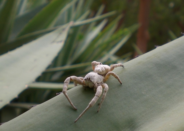 Free Spider Insect photo and picture