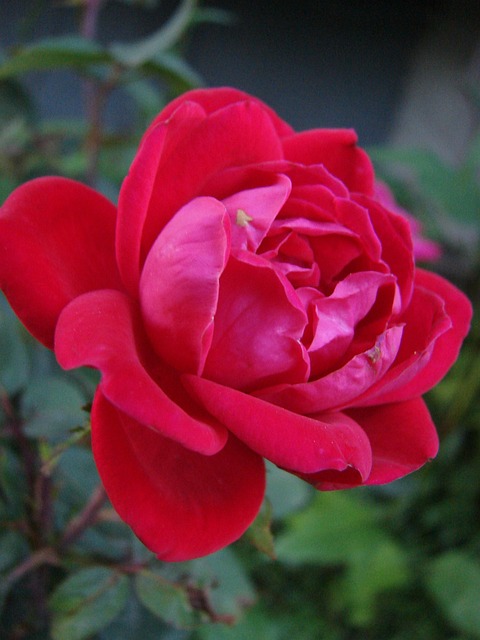 Rotting Roses Background Rot Rose Blume - Kostenloses Foto auf Pixabay - Pixabay