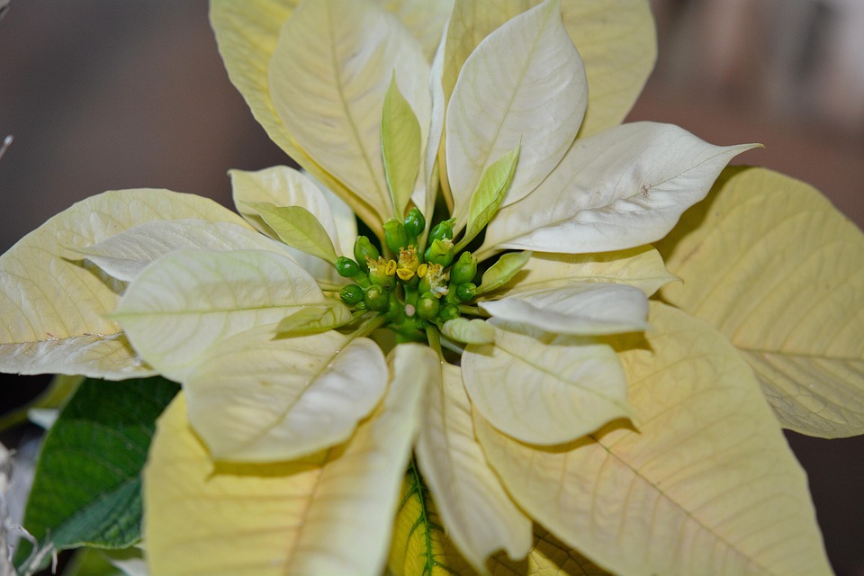 Poinsettia Yellow Free photo on Pixabay