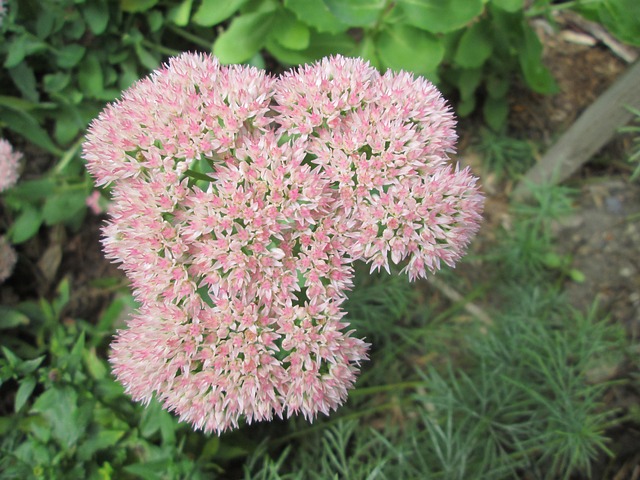 Free Sedum Garden photo and picture
