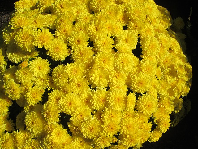 Free Chrysanthemum Garden photo and picture