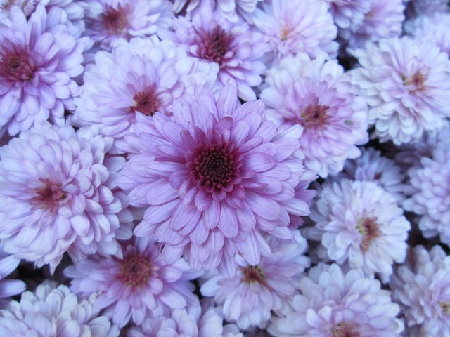 Free Chrysanthemum Garden photo and picture