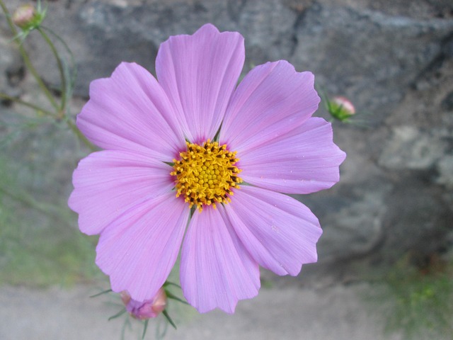 Free Cosmos Garden photo and picture